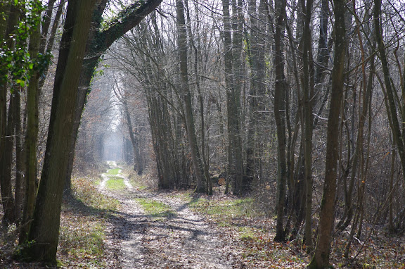 L'allée forestière, le 16 mars 2012. Les Hautes-Lisières (Rouvres, 28). Photo : J.-M. Gayman