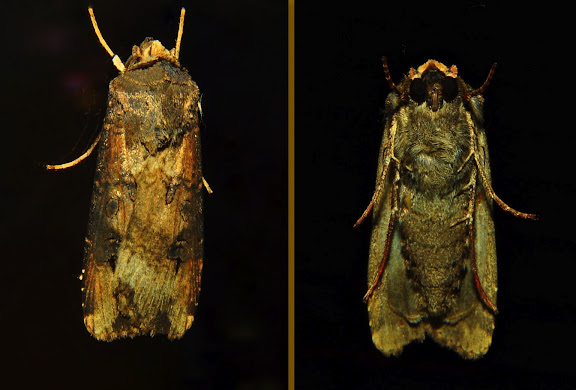 Hétérocères d'Australie - Noctuidae : Amphipyrinae : Neumichtis archephanes TURNER, 1920. Umina Beach (NSW, Australie), 22 avril 2011. Photo : Barbara Kedzierski