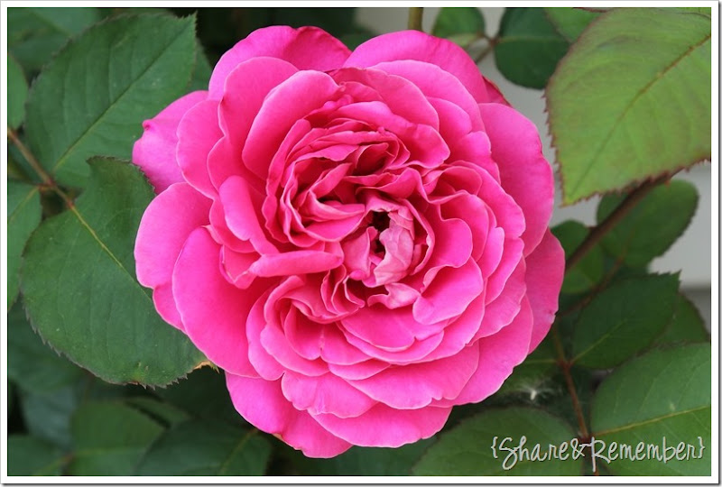 pink rose