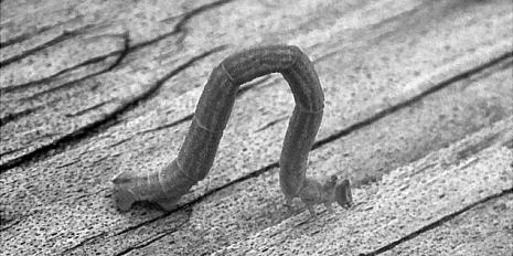 inchworm2.jpg