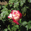 Rose Garden at the Mission 057.JPG