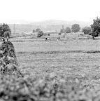 farmland.jpg