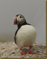 Puffin MSB_7979 NIKON D300S July 03, 2011