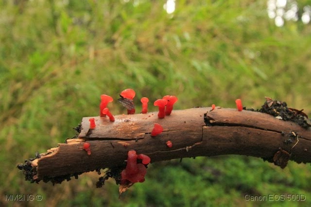 [IMG_2779%255B7%255D.jpg]