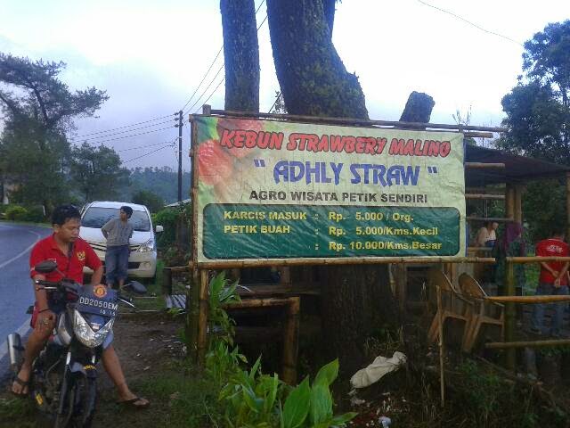 kebun stroberi malino kebun stroberi malino