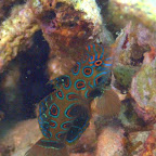 Dragonet, Komodo