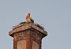 Storch auf dem Dammgut Ritterhude