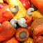 Cashew