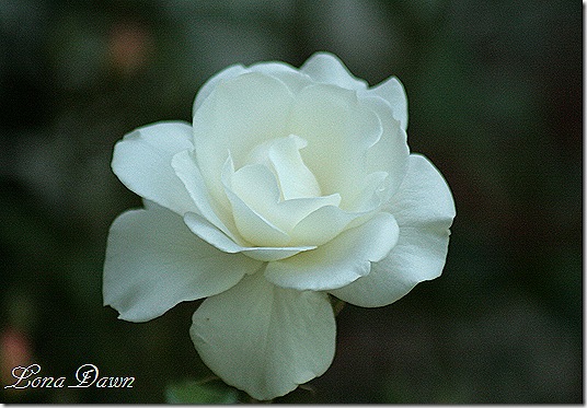 Iceberg_Floribunda_Rose