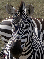 Northern Circuit Safari - Ngorongoro Crater