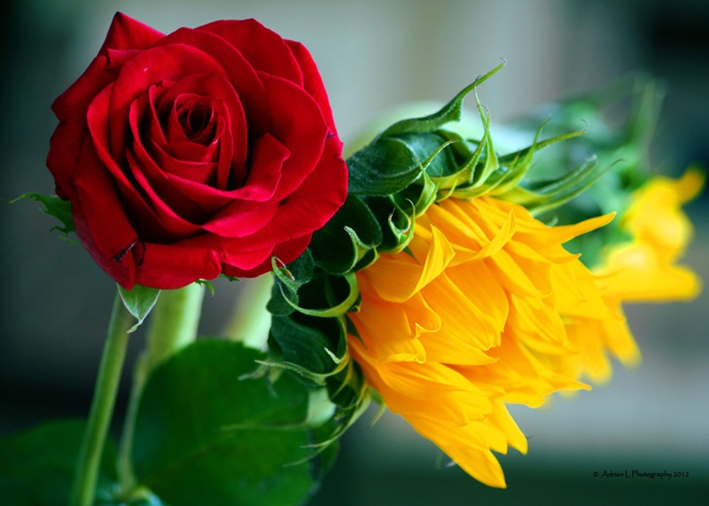 [Roses_Company%255B4%255D.jpg]