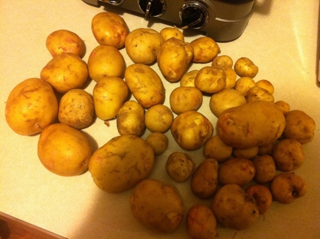 [Potatos%25202012%255B2%255D.jpg]