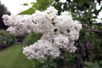 Their fragrance also helps attract butterflies and hummingbirds.