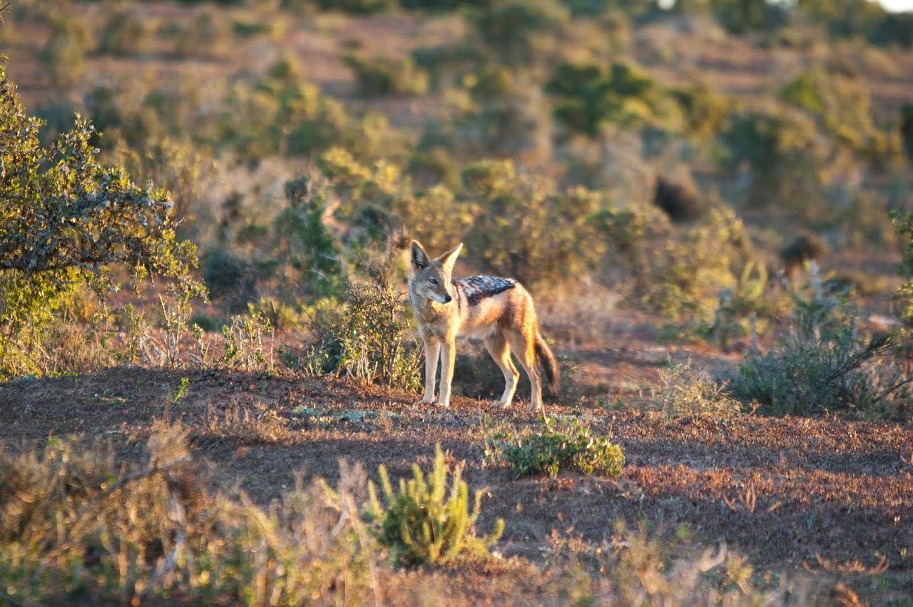 Coyote