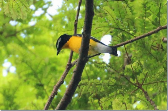 yellow rump flycatcher (3) yellow rump flycatcher (3)