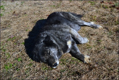 sadie in the sun sadie in the sun