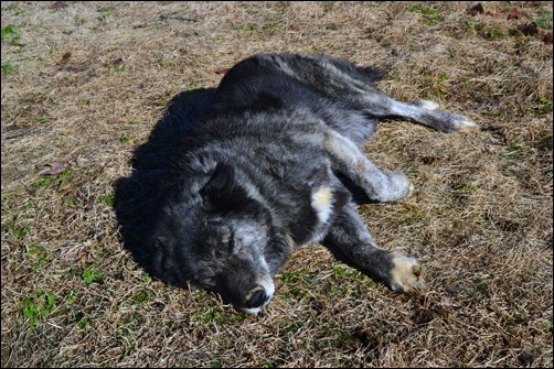 sadie in the sun