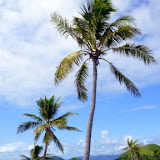 Swaying In The Breeze - Dravuni Island, Fiji