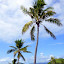 Swaying In The Breeze - Dravuni Island, Fiji