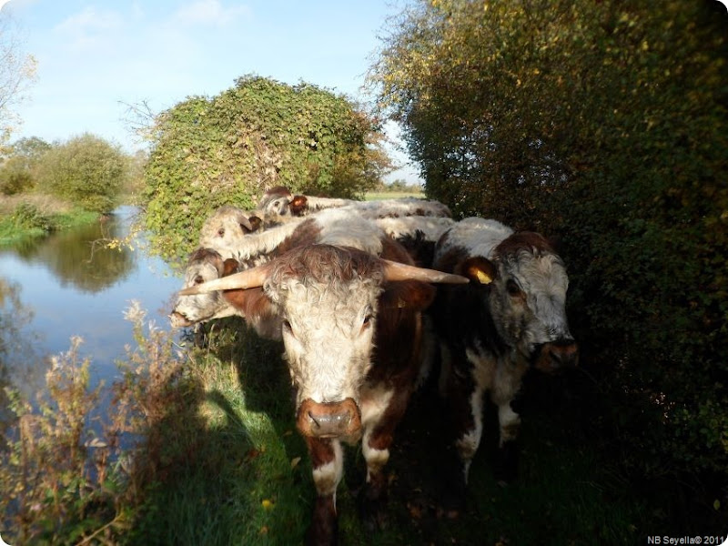 Z..SAM_0003 Bullocks on Towpath Z..SAM_0003 Bullocks on Towpath