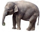 ElephantAsian ElephantAsian