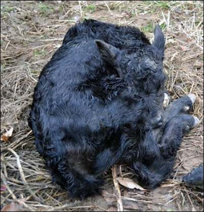 calf 1