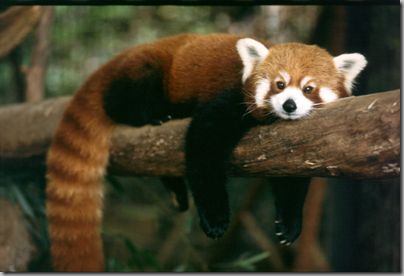 Red panda