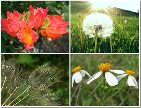 weedcollage weedcollage
