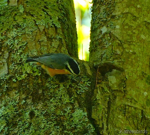 3. red-breasted nuthatches-kab