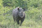 Smiling black rhino :-)