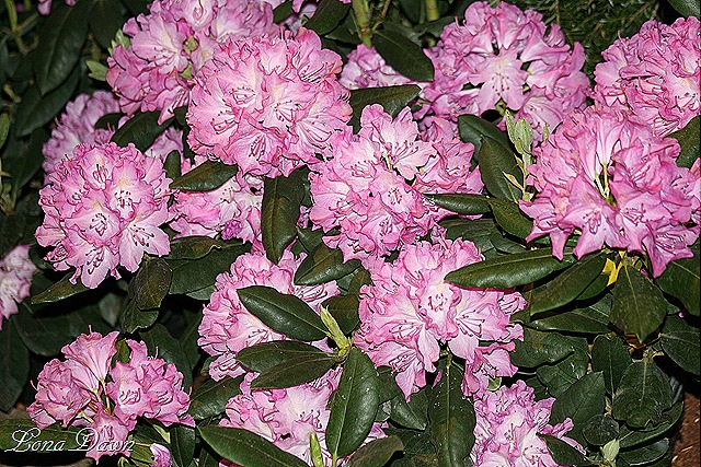 [Pink_Rhododendrons%255B8%255D.jpg]