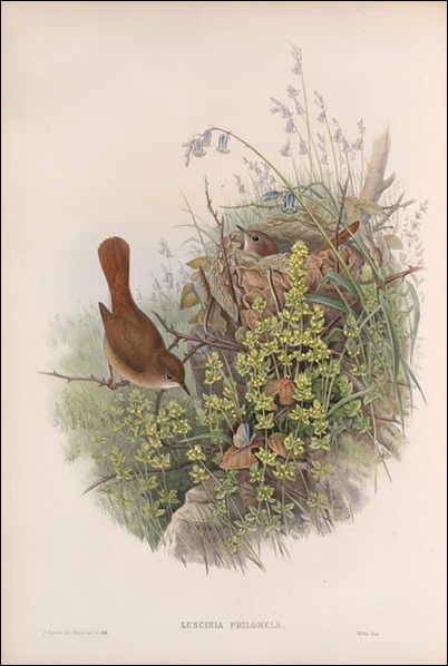 bird bird