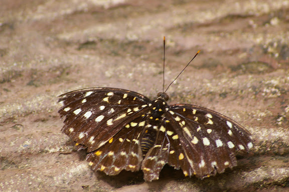 Lexias pardalis MOORE, 1878, femelle. Poring (Sabah, Malaisie, Bornéo), 31 juillet 2011. Photo : J.-M. Gayman
