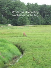 7.26.2012 deer on morse bros bog facing woods listening and watching8