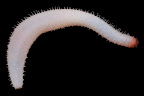 Labidodemas pertinax. La Réunion.