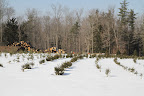 Against the white, you can really tell that they're growing.  Just look at those piles of logs that continue to grow as more and more trees are cleared from the woods.  Some are being sawed for lumber.  Others will be ground for compost.