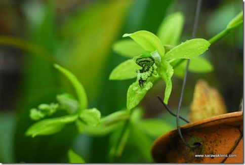 Coelogyne_mayeriana