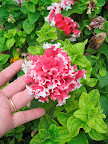 Wow - how about that petunia! Another real crowd pleaser - it seemed like just about everyone took notice and commented on it.