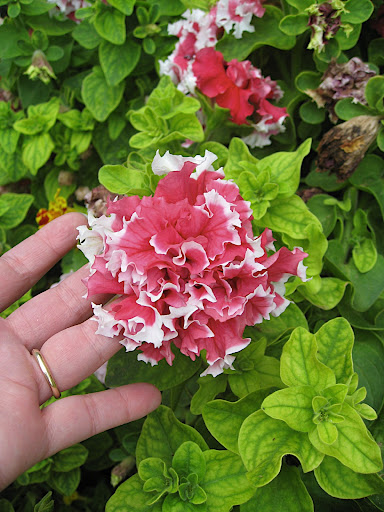 Wow - how about that petunia! Another real crowd pleaser - it seemed like just about everyone took notice and commented on it.