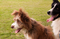 Sheepdogs