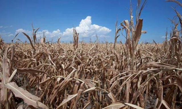 A field of dried corn plants near Percival, Iowa, during the summer of 2012. Nati Harnik / AP
