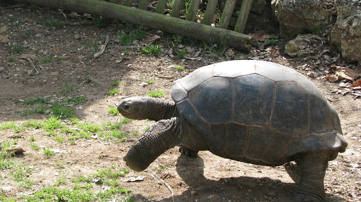 A female tortoise makes her way into her yard
photo credit:  Michele Skalicky