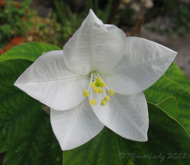 [08-08-white-orchid-tree-bloom%255B4%255D.jpg]