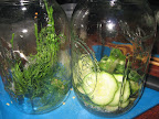 I began to fill my jars with dill, garlic, salt and a few cucumbers.