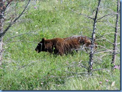 1325 Alberta Red Rock Parkway - Waterton Lakes National Park - a grizzly bear