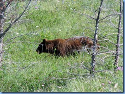 1325 Alberta Red Rock Parkway - Waterton Lakes National Park - a grizzly bear 1325 Alberta Red Rock Parkway - Waterton Lakes National Park - a grizzly bear
