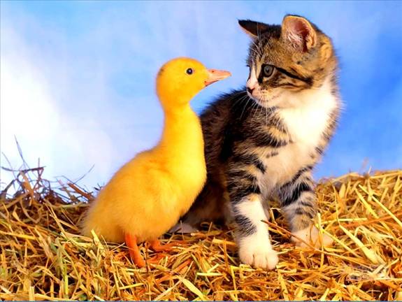 Image Dimension: 512x385 :: I am love these Cats I am love these Cats