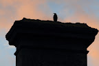 A bird that serenaded us on Friday night.