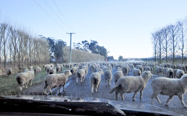 [SheepBlock%255B5%255D.jpg]