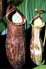 Pitcher plant Pitcher plant